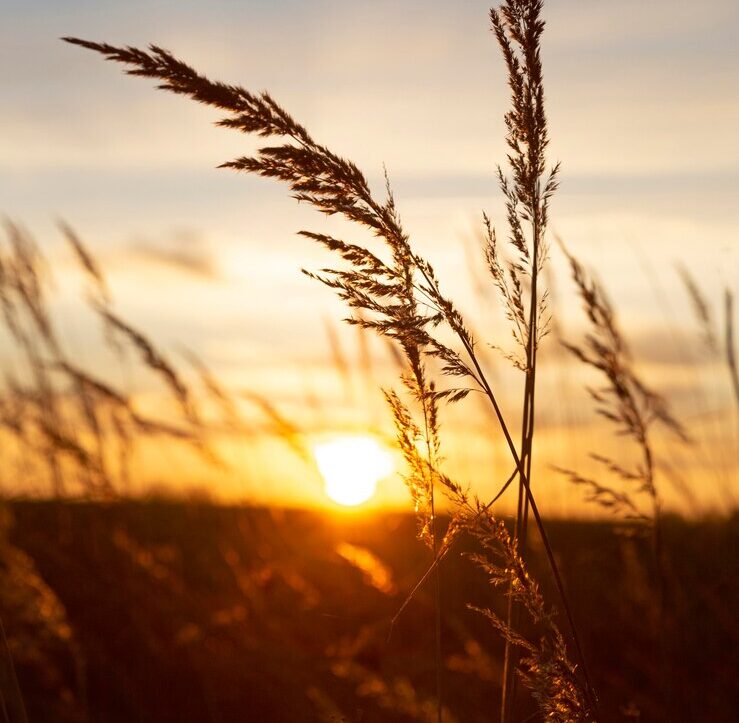 inspiring-view-morning-light